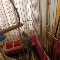 عروس هلندی|پرنده|نقده, |دیوار