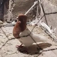 نر و ماده کله زرد