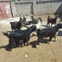 کهر نر