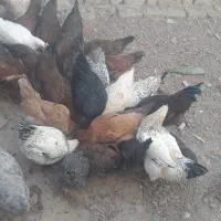 مرغ جوانه محلی تخم گزار|حیوانات مزرعه|جوین, |دیوار