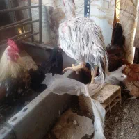 تعدادی خروس۶ماهه برای خون|حیوانات مزرعه|بیرجند, |دیوار