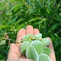 چاقاله بادوم