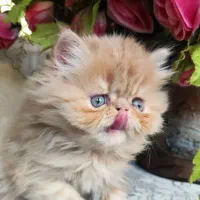 پرشین سوپرفلت اشرافی|گربه|کرمانشاه, |دیوار