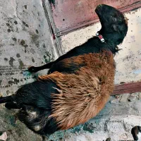 قوچ قره قزل|حیوانات مزرعه|صحنه, |دیوار