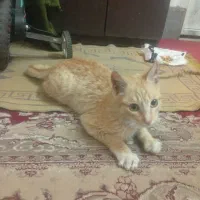 گربه خانگی|گربه|سبزوار, اسلام آباد|دیوار