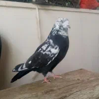 کبوتر|پرنده|گلپایگان, |دیوار