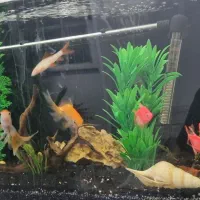 آکواریوم شرکتی ماهیران با تمام وسایل.