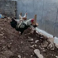 حراج  لاری|حراج|خرم‌آباد, |دیوار