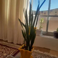 این گل شمشیری است