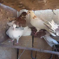 پرشی کفتر|پرنده|یزد, |دیوار