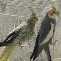 عروس هلندی