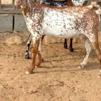 خالص و ناب|حیوانات مزرعه|بندر گناوه, |دیوار