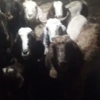 ۱۶عددبز زاییده وابستن|حیوانات مزرعه|تربت‌حیدریه, پائین ولایت|دیوار