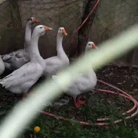 قوغاز نروماده|حیوانات مزرعه|ماکلوان, |دیوار