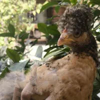 جوجه مرغ محلی