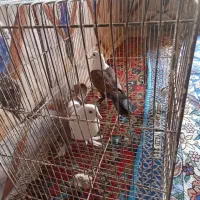کبوتر کربلایی معاوضه