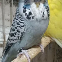 جوجه مرغ عشق انگلیسی نر|پرنده|تهران, وردآورد|دیوار