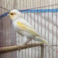 جفت قناری|پرنده|کرمان, |دیوار