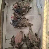 عروس سرلاکی|پرنده|صحنه, |دیوار