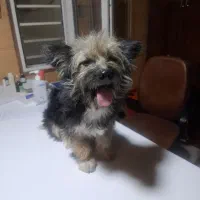 این سگ پیدا شده