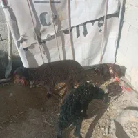 سه عدد بره ی نر
