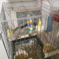 ۸ جفت با تخم و قفس و لوازم|پرنده|ساری, |دیوار