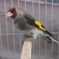 سهره کرمونی نر مست خون