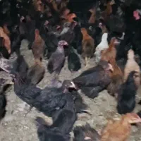 جوجه مرغ محلی ۷۰روزه