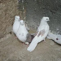 کفتر در پرنده