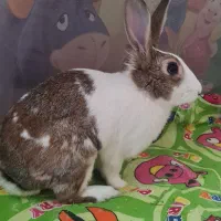 واگذاری خرگوش اهلی و خانگی