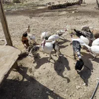 فروش بوقلمون محلی