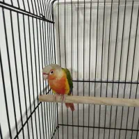 جفت گرینچیک دبل رد خونی|پرنده|تهران, تهرانپارس شرقی|دیوار