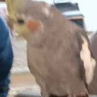 عروس هلندی گمشده