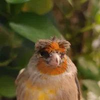 سهره قناری نر حلقه پا|پرنده|فردیس, شهرک ناز|دیوار