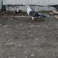 چند تا کبوتر خوشگل پرشی قلدر