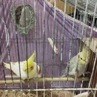 دوعروس هلندی