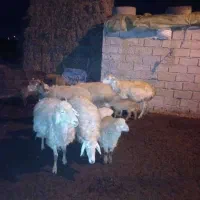 گوسفند بره دار