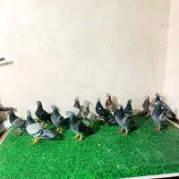 کبوتر پولک و اوقون المانی