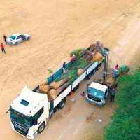 خریدار نخل با ریشه