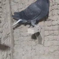 تعدادی کفتر|پرنده|زرند, |دیوار