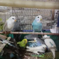 مرغ عشق|پرنده|رشت, لاکان شهر|دیوار