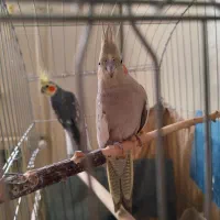 عروس هلندی جفت