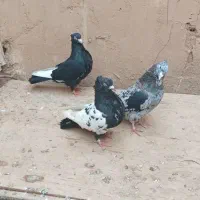 کبوتر‌فروشی