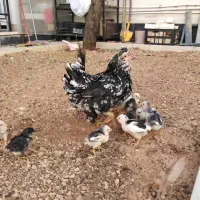 جوجه مرغ و خروس گلین اصل|حیوانات مزرعه|شیراز, شهرک گلستان|دیوار