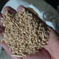 گندم|گل و گیاه طبیعی|بروجن, |دیوار