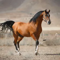 اسب بینظیر زیبا نجیب اصیل شناسنامه دار
