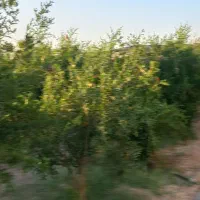2000