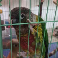 جفت گرینچیک دستی سخنگو|پرنده|کوهبنان, |دیوار