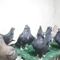 جوجه ۵پری تا۹پری|پرنده|اهواز, شهرک حفاری|دیوار