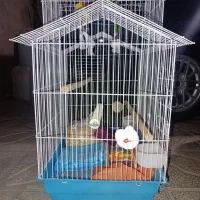 قفس و وسایل پرنده|لوازم جانبی حیوانات|بانه, |دیوار